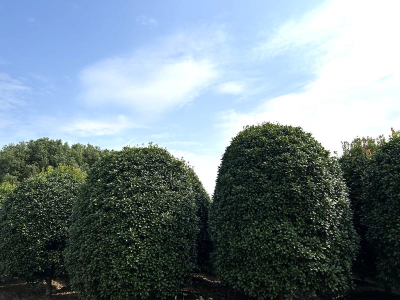 树苗基地