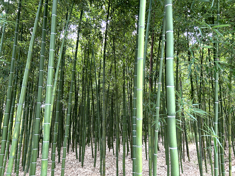 竹笋竹林